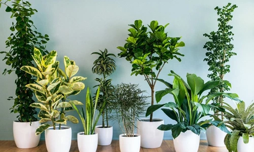 Những loại cây nghe tên đã thấy giàu, rước lộc vào nhà