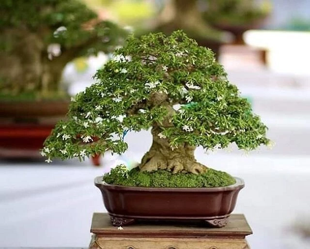 Hướng dẫn tạo dáng cơ bản bonsai mai chiếu thủy cho người mới bắt đầu
