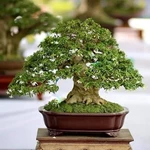 Hướng dẫn tạo dáng cơ bản bonsai mai chiếu thủy cho người mới bắt đầu