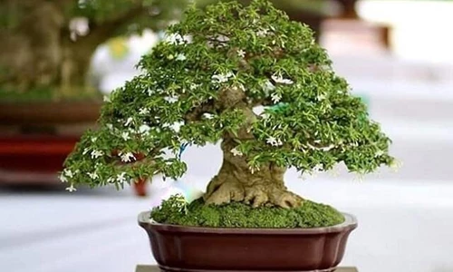 Hướng dẫn tạo dáng cơ bản bonsai mai chiếu thủy cho người mới bắt đầu