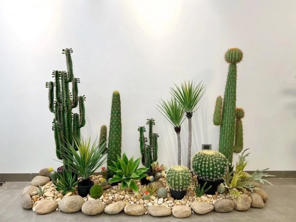 Khám phá 8 sự thật đáng ngạc nhiên về cây xương rồng