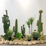 Khám phá 8 sự thật đáng ngạc nhiên về cây xương rồng