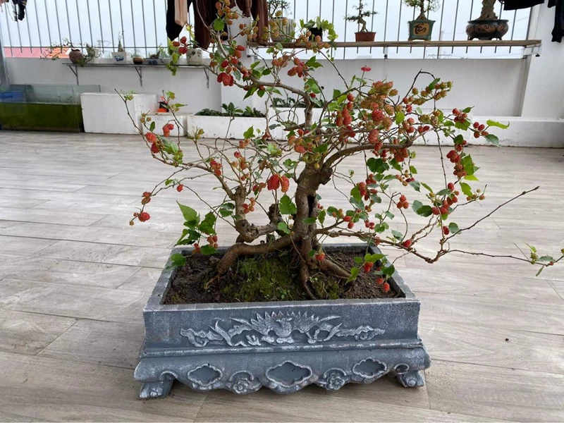 Bonsai dâu tằm – Khi cây ăn quả dân dã trở thành “Kho báu” nghệ thuật triệu đồng