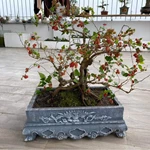 Bonsai dâu tằm – Khi cây ăn quả dân dã trở thành “Kho báu” nghệ thuật triệu đồng