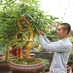 9x Bắc Giang sở hữu kho báu gần 2.000 gốc tre bonsai nghệ thuật – “tài sản vô giá” của làng nghề Việt