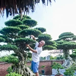 Bộ ba bonsai cổ trăm tuổi ở Ninh Bình được trả giá triệu đô nhưng chủ nhân vẫn từ chối