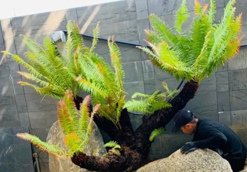 Xu hướng mới lạ: Biến cây dại thành bonsai chơi Tết giá tiền triệu