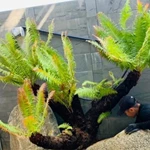 Xu hướng mới lạ: Biến cây dại thành bonsai chơi Tết giá tiền triệu