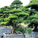 Làng nghề bonsai Vị Khê – Nơi “hóa thân” của thời gian, kiên nhẫn và đam mê