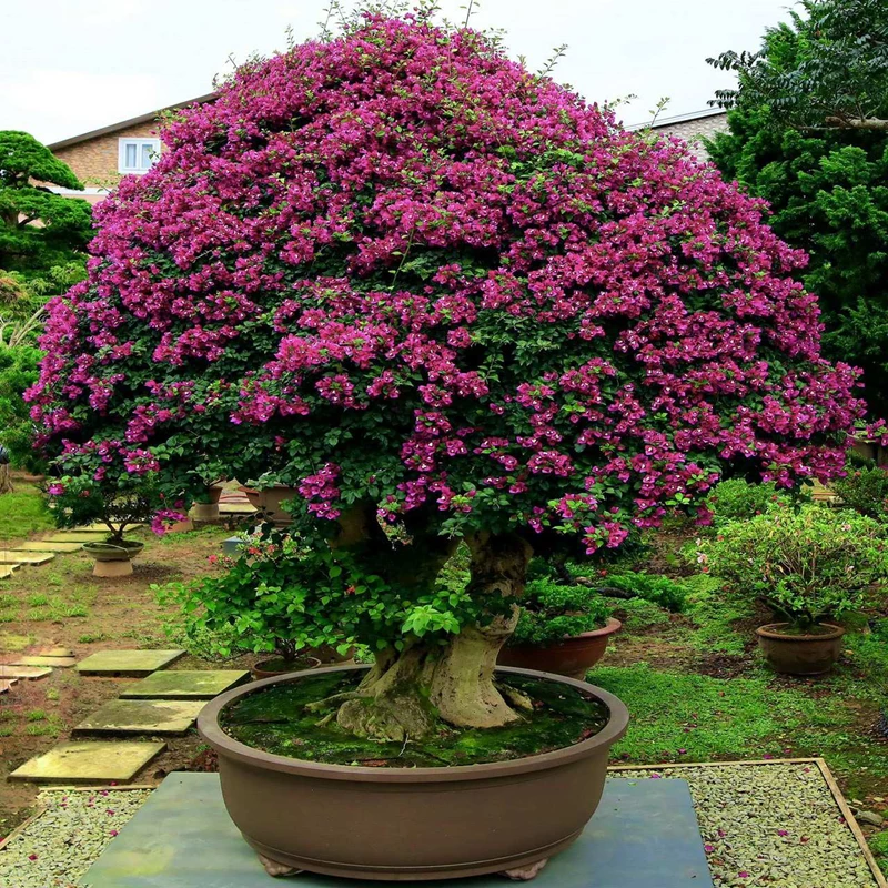 Bonsai lá màu – Khi sắc đỏ, vàng, tím lên ngôi trong nghệ thuật cây cảnh Việt