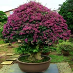 Bonsai lá màu – Khi sắc đỏ, vàng, tím lên ngôi trong nghệ thuật cây cảnh Việt