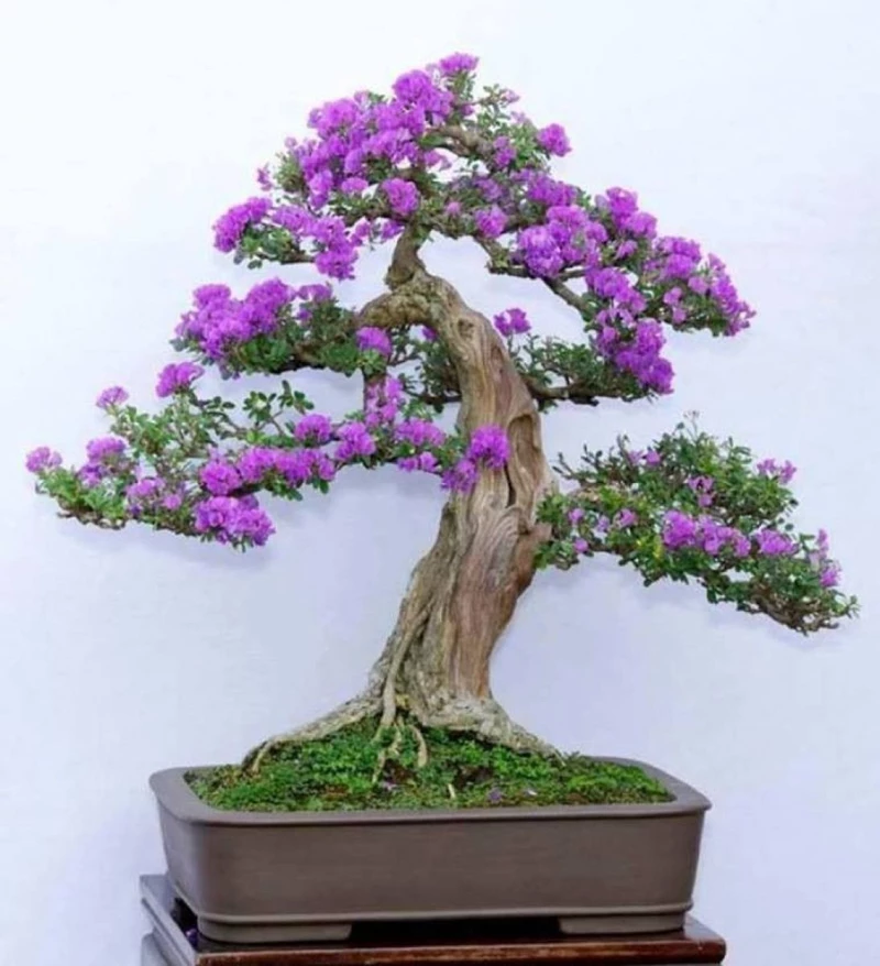 Bonsai bằng lăng – Giống cây bonsai hoa tím rực rỡ, ý nghĩa phong thủy
