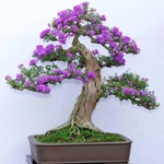 Bonsai bằng lăng – Giống cây bonsai hoa tím rực rỡ, ý nghĩa phong thủy