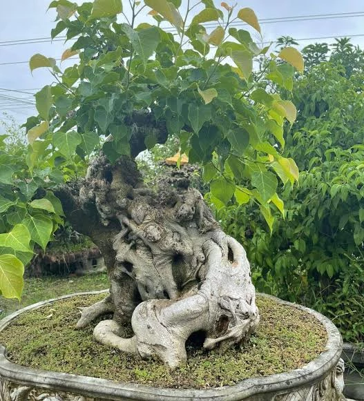 Bonsai Bồ Đề – Giống cây Bonsai tâm linh, ý nghĩa phong thủy