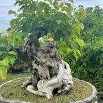 Bonsai Bồ Đề – Giống cây Bonsai tâm linh, ý nghĩa phong thủy