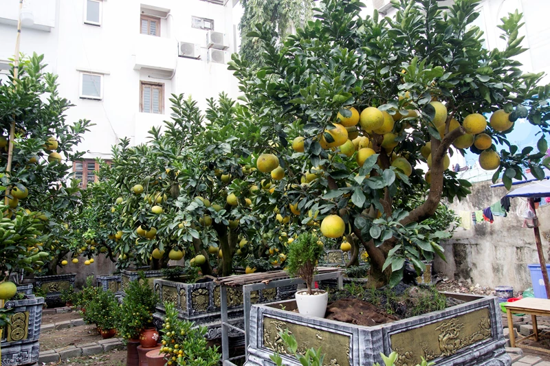 Bonsai Bưởi Tứ Quý – Giống cây bonsai hoa thơm, quả đẹp, phong thủy tốt