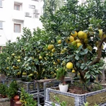 Bonsai Bưởi Tứ Quý – Giống cây bonsai hoa thơm, quả đẹp, phong thủy tốt