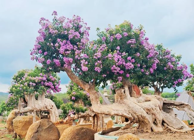 Bonsai bằng lăng – Giống cây bonsai hoa tím rực rỡ, ý nghĩa phong thủy