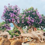 Bonsai bằng lăng – Giống cây bonsai hoa tím rực rỡ, ý nghĩa phong thủy